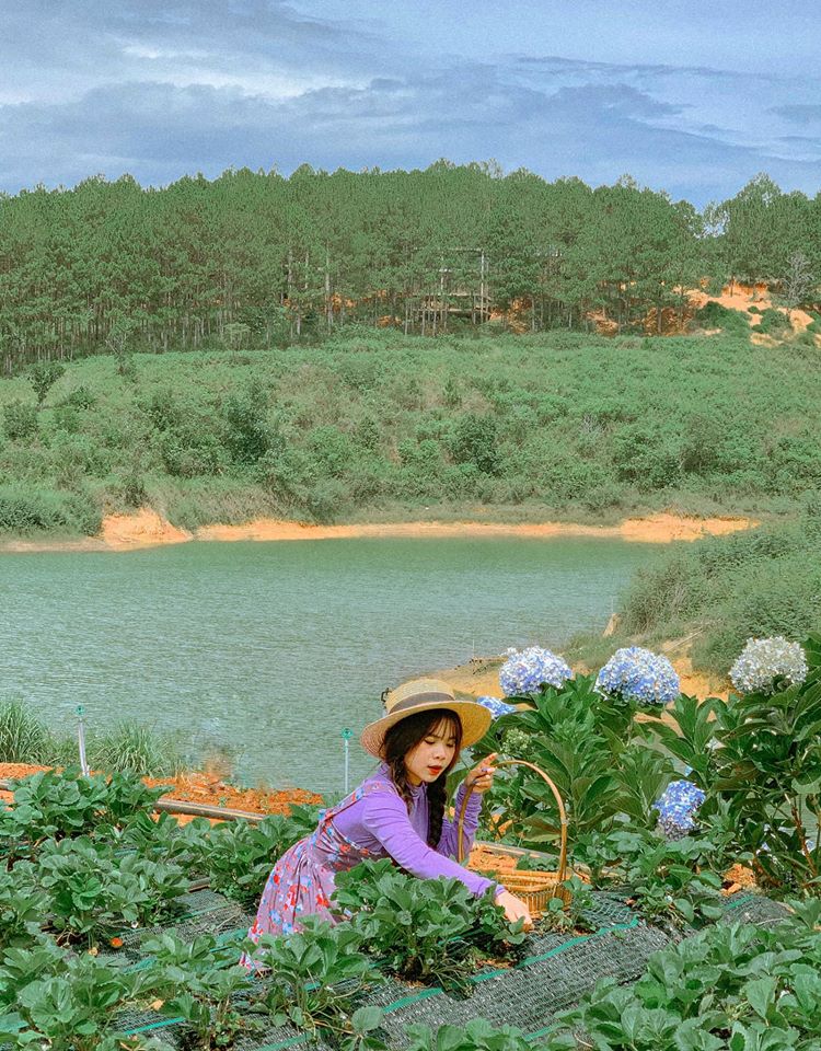 hoa-thach-thao-da-lat-1